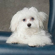 Gadget Brunson is registered to the contest to win money with this photo: dog, white_fur, blue_eyes, fluffy, pet, animal, chair, leather, indoor, portrait, cute, small_dog, relaxed, furry, domestic_animal, paw, snout, ears, looking, seated