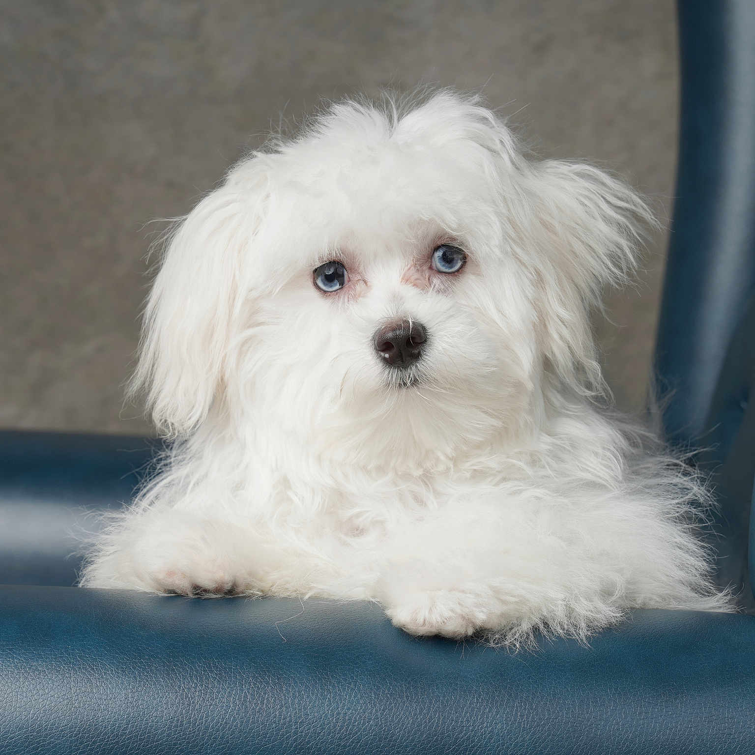 Gadget Brunson is registered to the contest to win money with this photo: animal, blue_eyes, chair, cute, dog, domestic_animal, ears, fluffy, furry, indoor, leather, looking, paw, pet, portrait, relaxed, seated, small_dog, snout, white_fur