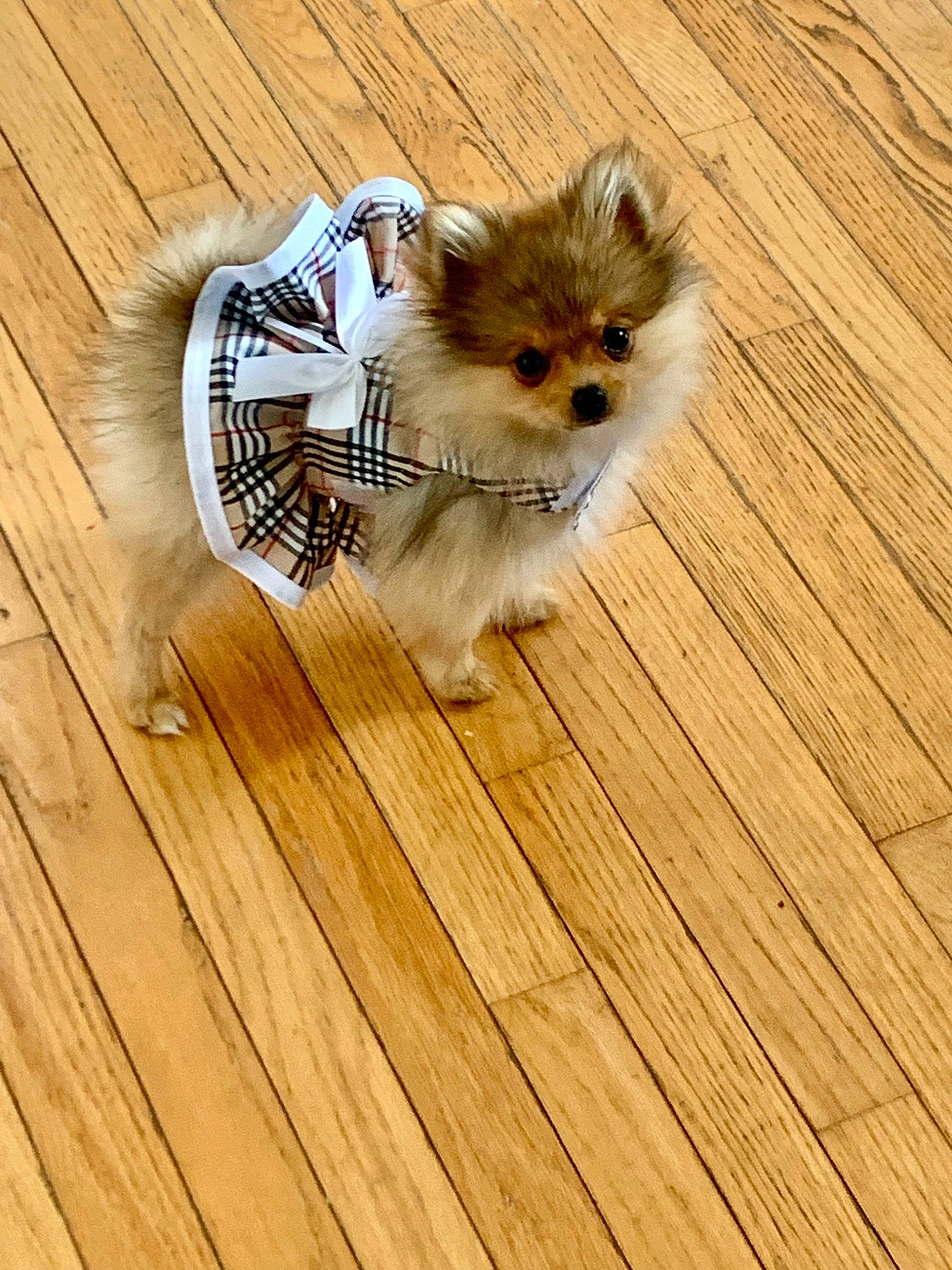 Gidget joined the competition — help win amazing prizes! carnivore, companion_dog, dog, dog_breed, fawn, felidae, flooring, german_spitz, german_spitz_klein, german_spitz_mittel, hardwood, laminate_flooring, plank, spitz, tail, toy_dog, whiskers, wood, wood_flooring, wood_stain