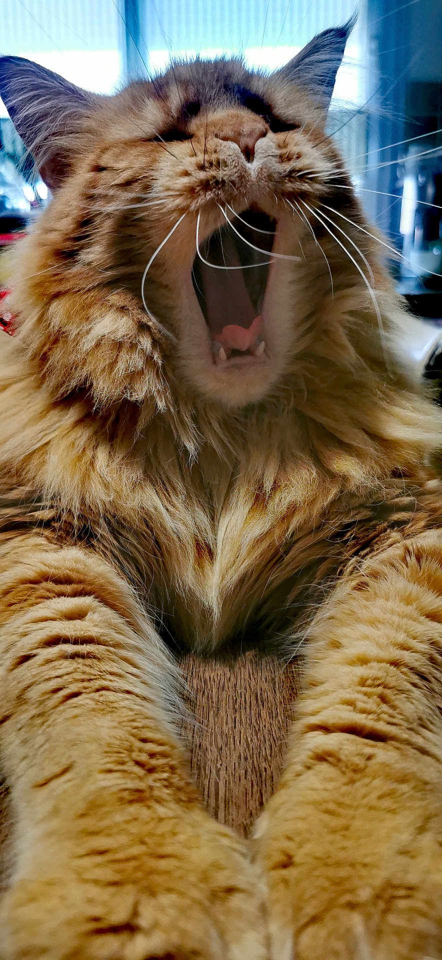 Remus participe au concours pour gagner de l'argent avec cette photo : cat, orange_cat, fluffy, yawning, close_up, whiskers, feline, pet, animal, stretching, fur, indoor, relaxed, cute, mammal, home, sleepy, domestic_cat, paw, mouth_open