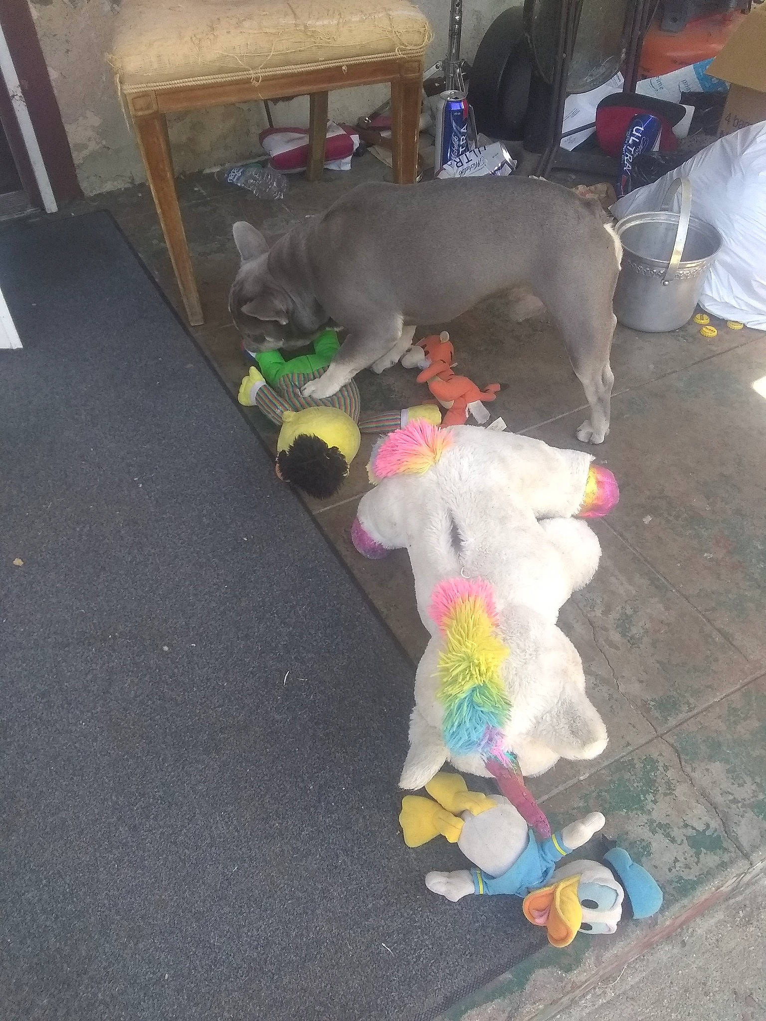 Grumpy is registered to the contest to win money with this photo: carnivore, collar, companion_dog, dog, dog_breed, fawn, flooring, fur, hardwood, non_sporting_group, room, stuffed_toy, tail, working_animal