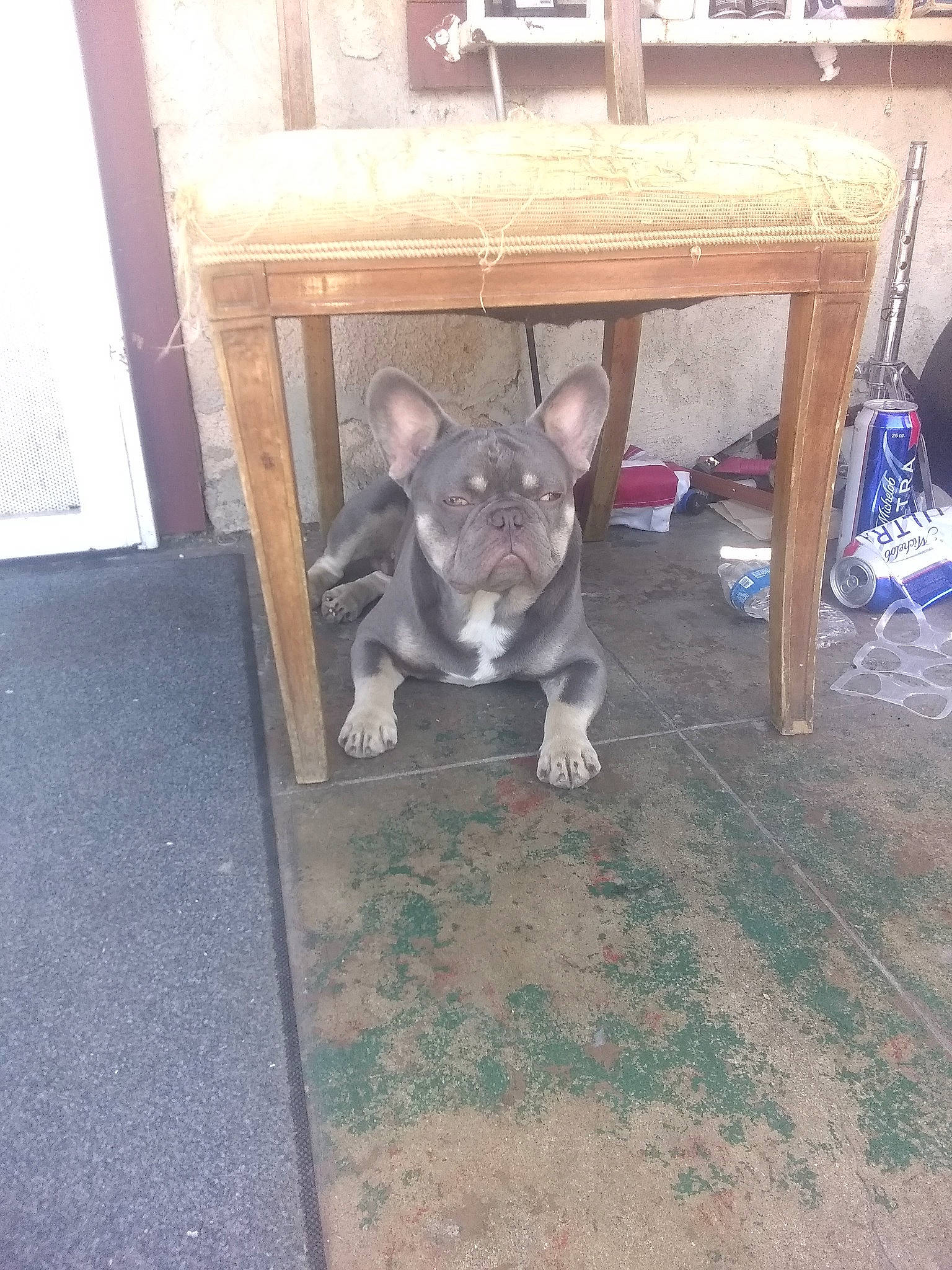 Grumpy joined the competition — help win amazing prizes! canidae, carnivore, companion_dog, dog, dog_breed, fawn, felidae, floor, flooring, fur, grey, hardwood, marsupial, room, small_to_medium_sized_cats, sporting_group, table, tail, wood, working_animal