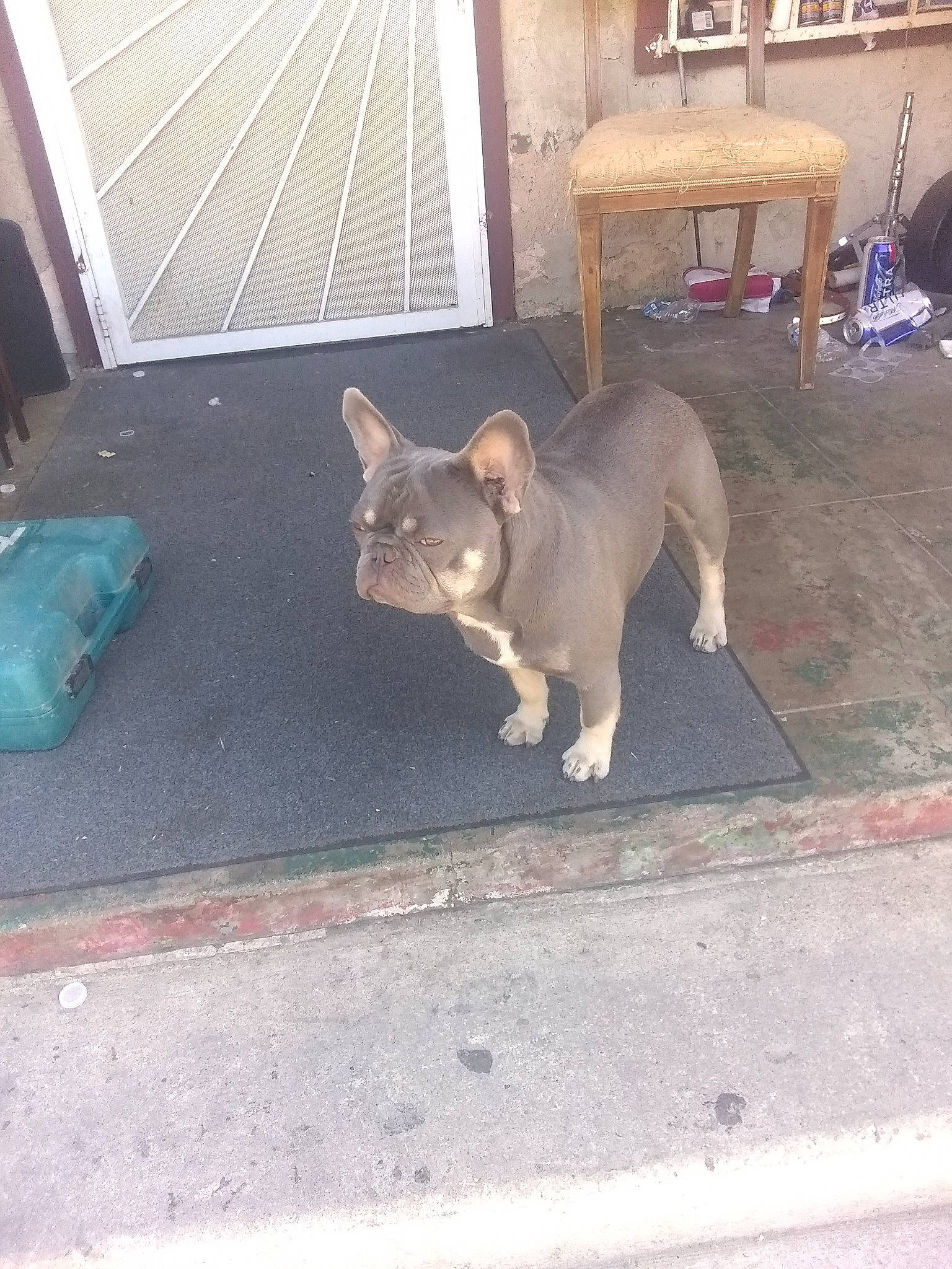 Grumpy joined the competition — help win amazing prizes! canidae, carnivore, companion_dog, dog, dog_breed, fawn, felidae, floor, flooring, fur, grey, small_to_medium_sized_cats, snout, sporting_group, tail, terrestrial_animal, toy_dog, whiskers, wood, working_animal