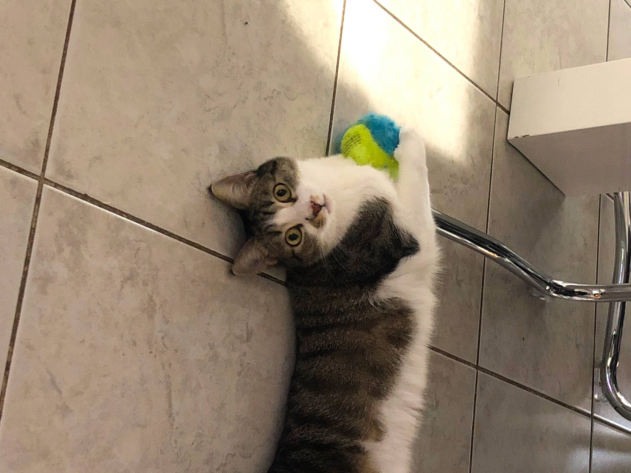 Moana a rejoint le concours — aidez-le/la à gagner de superbes lots ! animal_shelter, carnivore, cat, claw, domestic_short_haired_cat, felidae, floor, flooring, fur, paw, pet_supply, shadow, small_to_medium_sized_cats, tail, terrestrial_animal, whiskers