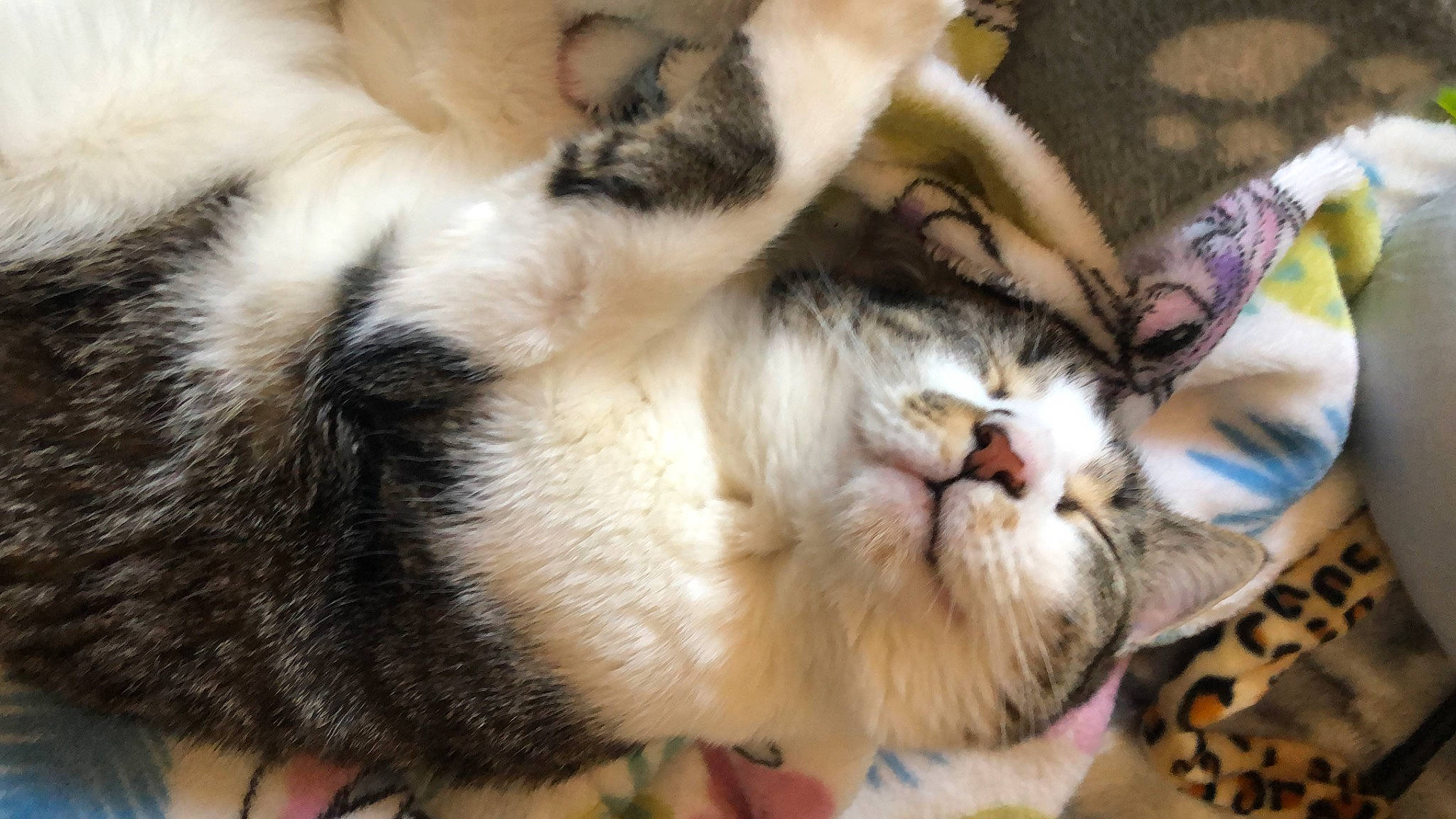 Moana participe au concours pour gagner de l'argent avec cette photo : carnivore, cat, claw, comfort, companion_dog, dog_breed, domestic_short_haired_cat, fawn, felidae, fur, nap, paw, sleep, small_to_medium_sized_cats, snout, tail, terrestrial_animal, thai, whiskers, wildlife