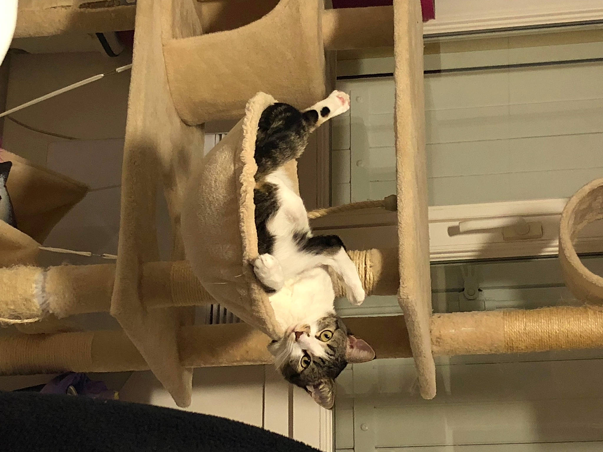 Moana a rejoint le concours — aidez-le/la à gagner de superbes lots ! building, carnivore, comfort, fawn, felidae, fur, human_leg, room, small_to_medium_sized_cats, stairs, tail, tints_and_shades, visual_arts, whiskers, window, wood