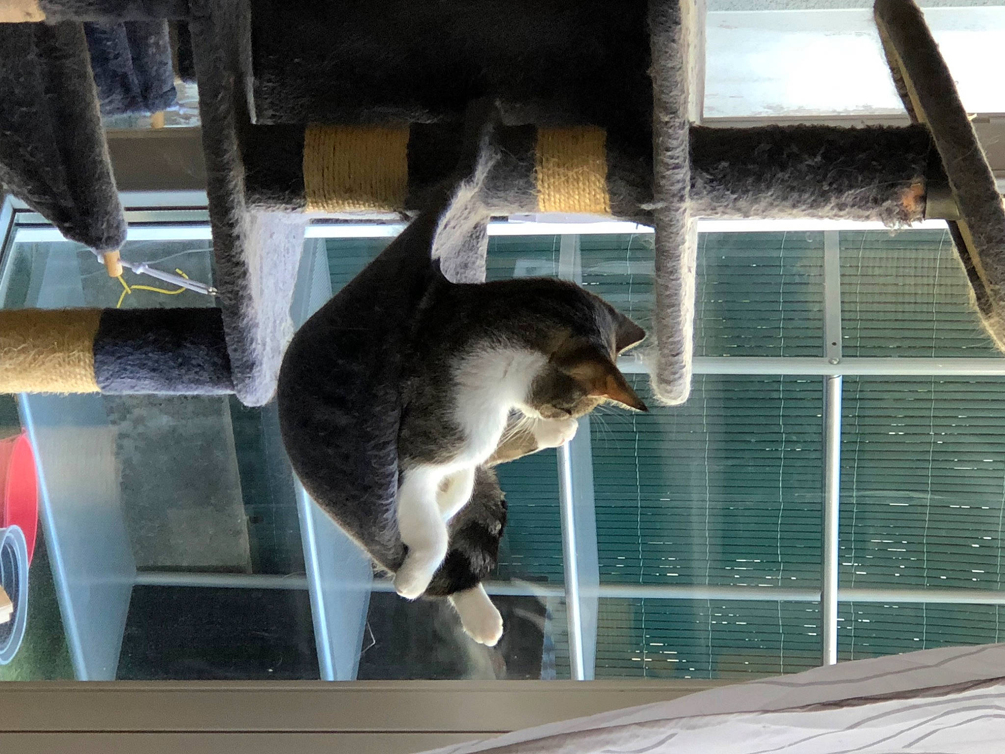 Moana a rejoint le concours — aidez-le/la à gagner de superbes lots ! animal_shelter, carnivore, cat, comfort, daylighting, felidae, fur, glass, mesh, pet_supply, small_to_medium_sized_cats, snout, tail, terrestrial_animal, vertebrate, whiskers, window, windshield