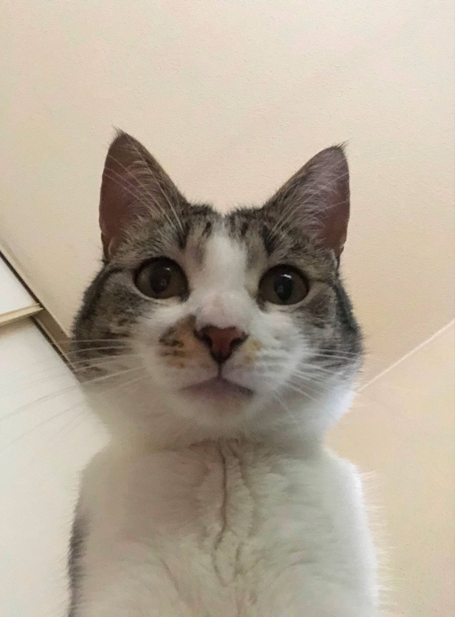 Moana a rejoint le concours — aidez-le/la à gagner de superbes lots ! art, carnivore, cat, domestic_short_haired_cat, door, ear, felidae, fur, iris, paper_product, small_to_medium_sized_cats, snout, tail, whiskers, window