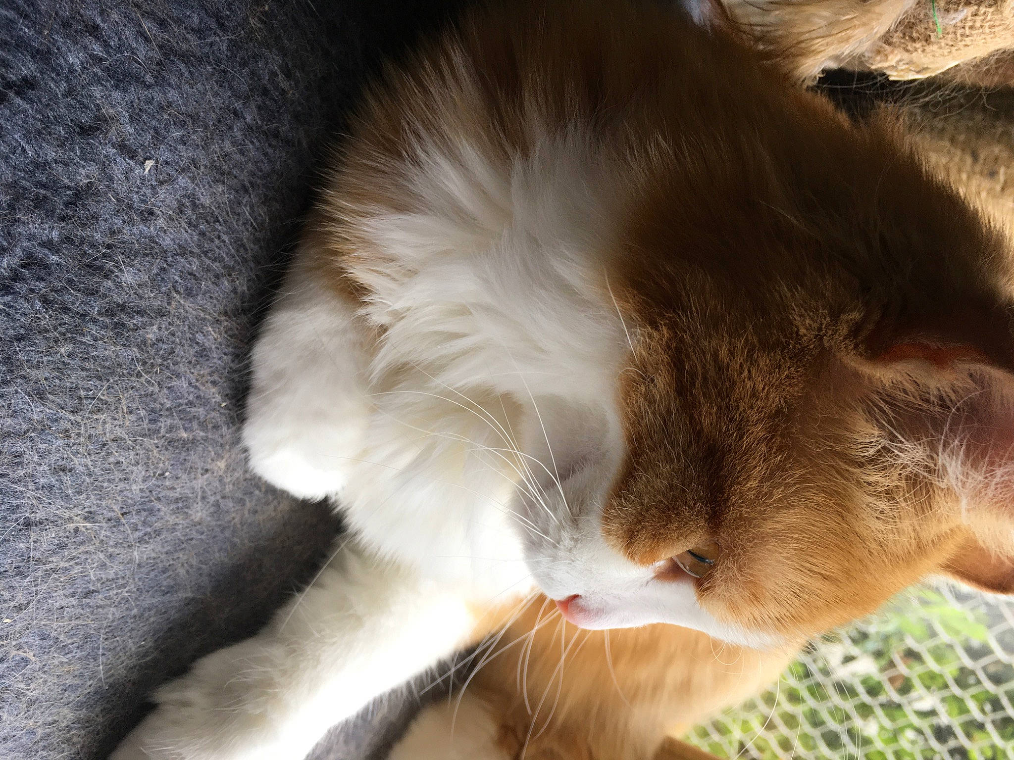 Hiro participe au concours pour gagner de l'argent avec cette photo : carnivore, cat, claw, comfort, domestic_short_haired_cat, ear, eye, fawn, felidae, foot, fur, grass, nap, paw, sleep, small_to_medium_sized_cats, snout, tail, whiskers, window