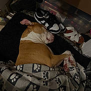 Diesel joined the competition — help win amazing prizes! blanket, brown, corner, cozy, cushion, dog, domestic, footwear, household, indoors, nike, paw, paw_print, pet, quiet, resting, shoes, sleeping, tired, white