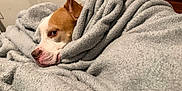 Diesel is registered to the contest to win money with this photo: animal, blanket, brown_and_white, canine, comfort, cozy, cute, dog, fur, home, indoor, napping, pet, relaxed, resting, sleepy, snuggled, soft_texture, warm, wrapped