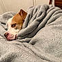 animal, blanket, brown_and_white, canine, comfort, cozy, cute, dog, fur, home, indoor, napping, pet, relaxed, resting, sleepy, snuggled, soft_texture, warm, wrapped