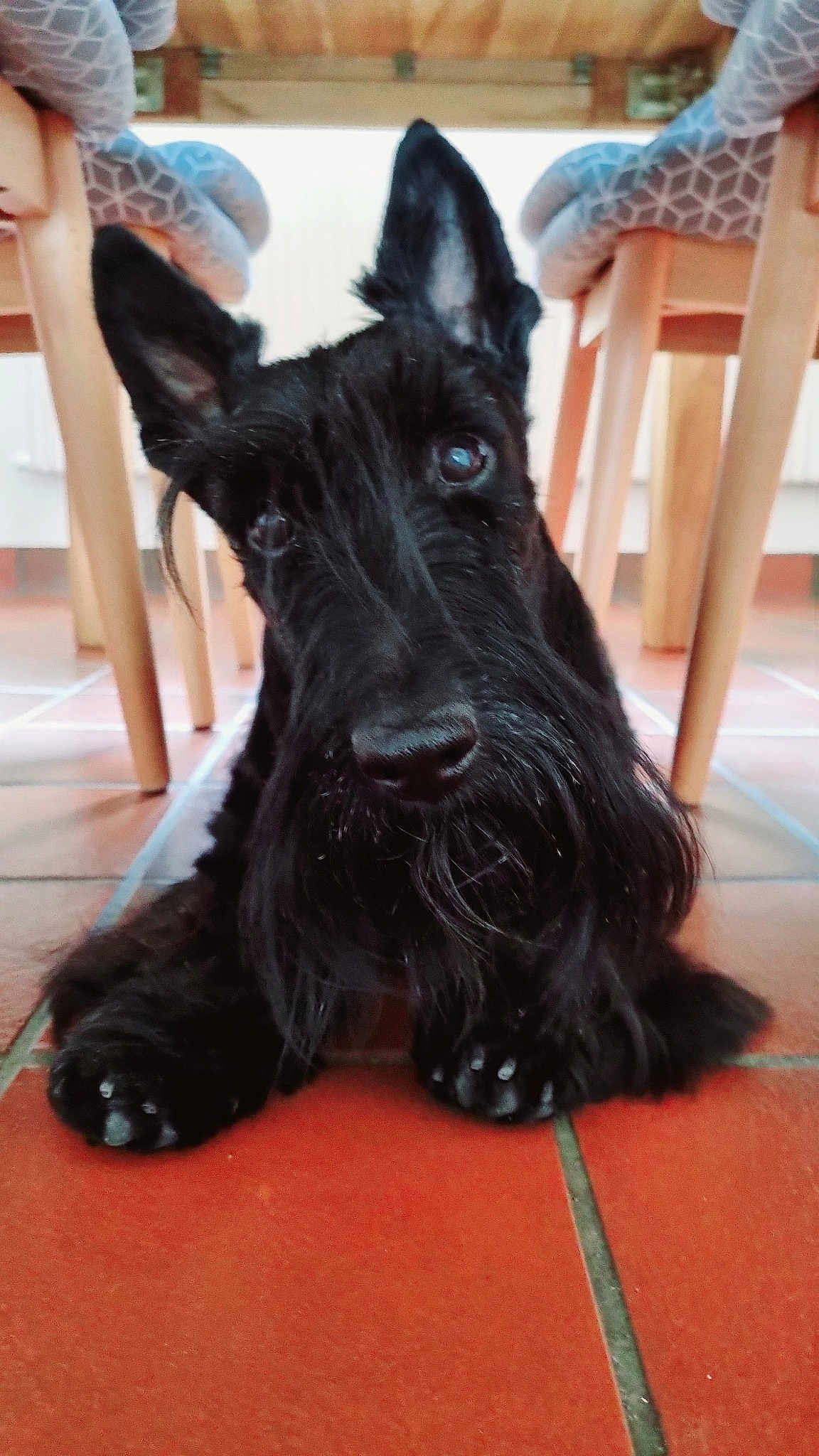 César
