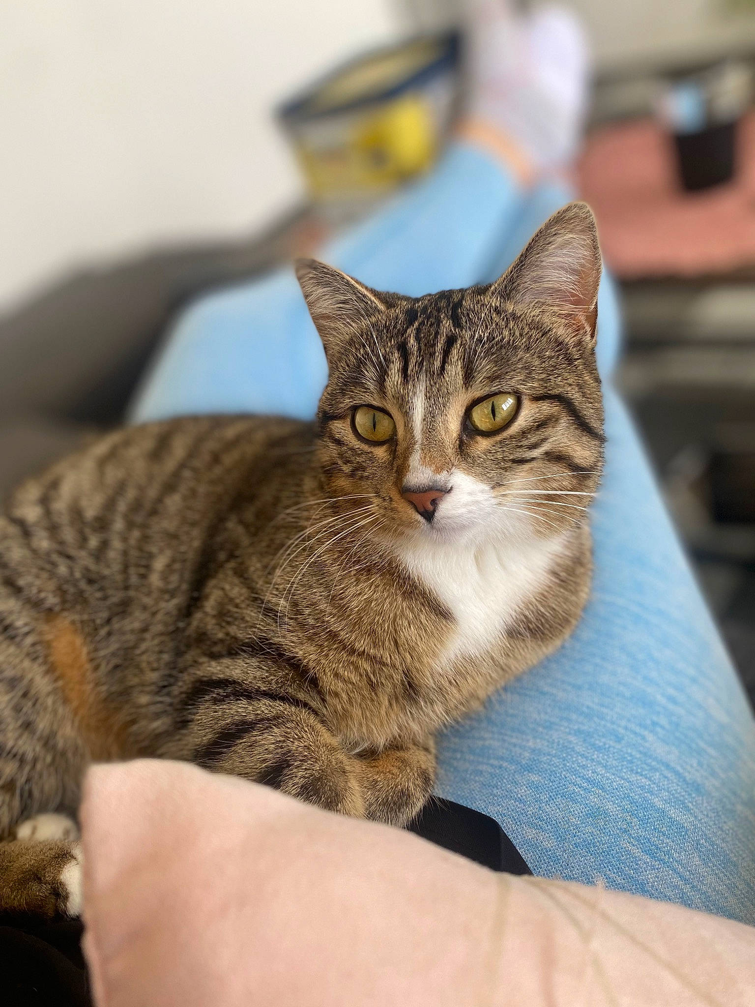 Malya a rejoint le concours — aidez-le/la à gagner de superbes lots ! carnivore, cat, claw, comfort, domestic_short_haired_cat, ear, eye, felidae, fur, paw, sitting, small_to_medium_sized_cats, snout, tree, whiskers, wildlife, window