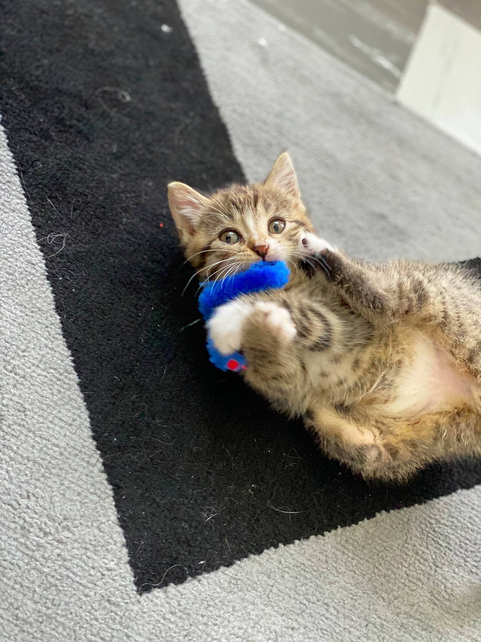 Malya a rejoint le concours — aidez-le/la à gagner de superbes lots ! asphalt, carnivore, cat, claw, domestic_short_haired_cat, electric_blue, felidae, fur, grey, paw, road, road_surface, sidewalk, sitting, small_to_medium_sized_cats, snout, street, tail, tar, whiskers