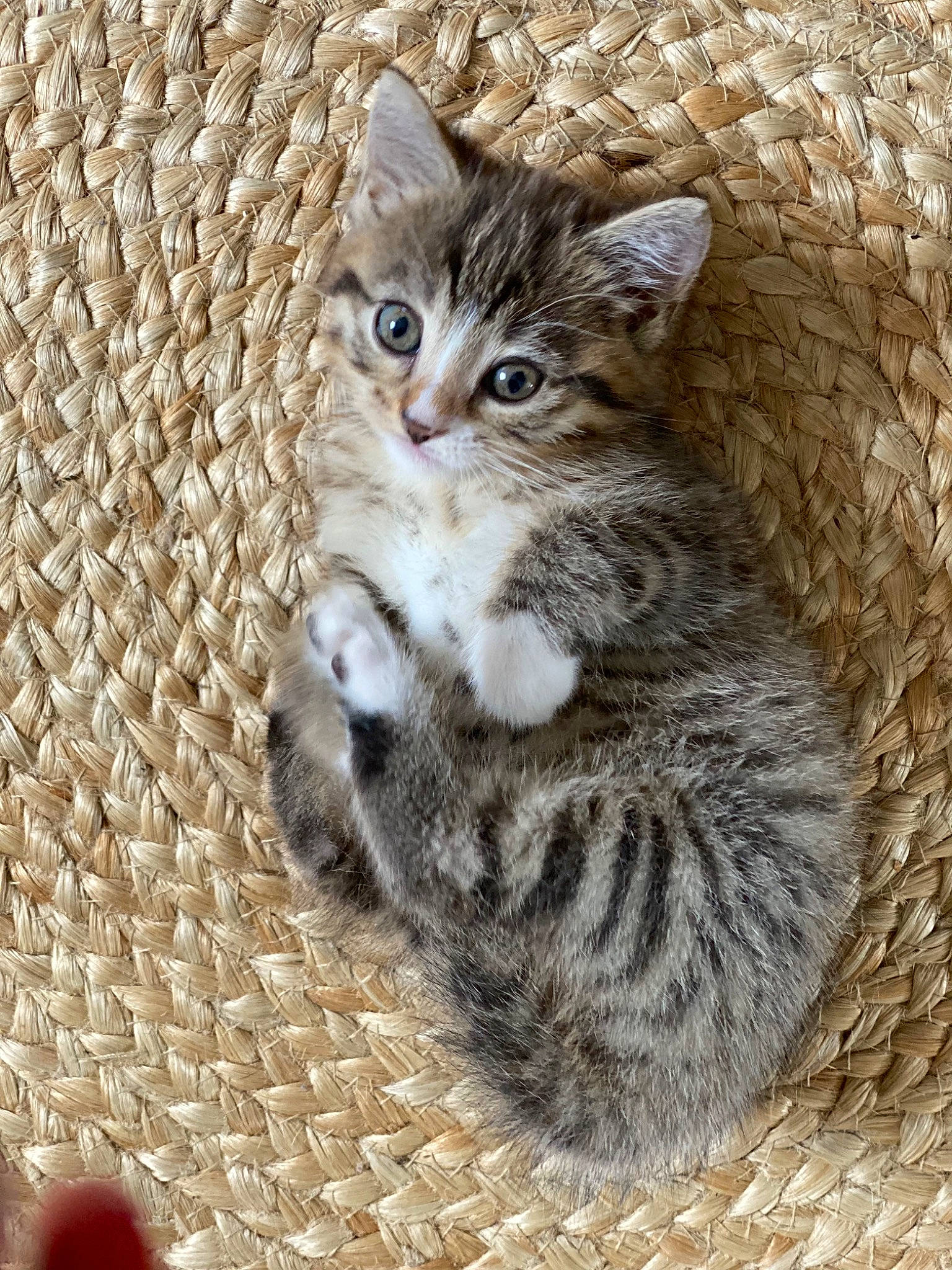 Malya a rejoint le concours — aidez-le/la à gagner de superbes lots ! carnivore, cat, claw, comfort, domestic_short_haired_cat, eye, felidae, fur, head, paw, sitting, small_to_medium_sized_cats, snout, terrestrial_animal, whiskers, wildlife