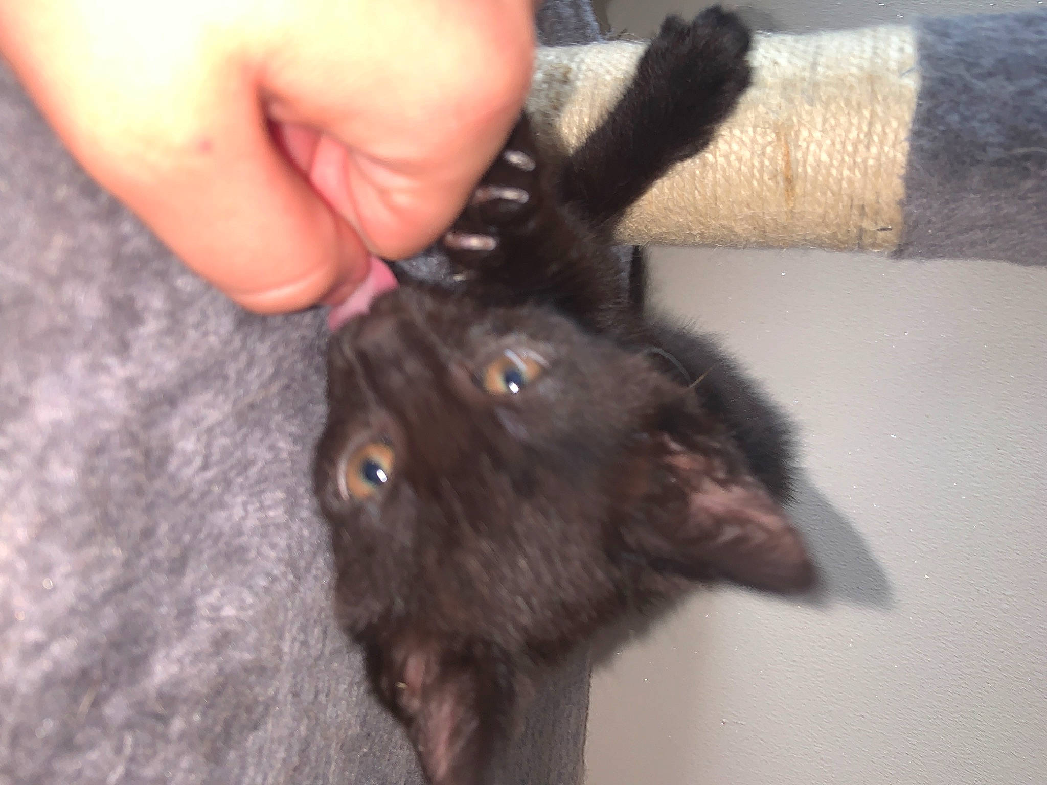 Mya participe au concours pour gagner de l'argent avec cette photo : bat, black_cat, canidae, carnivore, cat, claw, dog_breed, ear, felidae, fur, liver, nail, natural_material, small_to_medium_sized_cats, tail, terrestrial_animal, thumb, whiskers