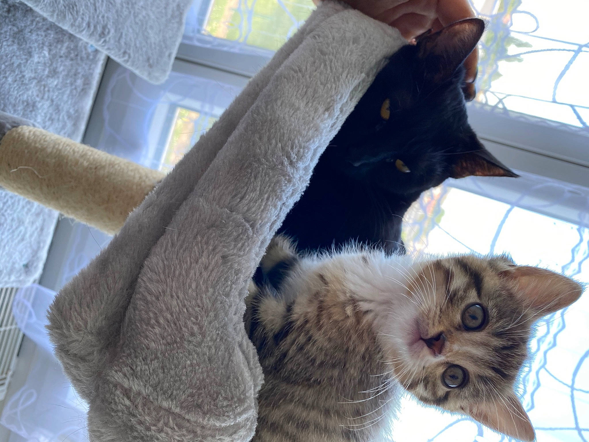 Mya participe au concours pour gagner de l'argent avec cette photo : animal_shelter, black_cat, carnivore, cat, claw, comfort, domestic_short_haired_cat, felidae, fur, grey, mammal, paw, plant, sitting, small_to_medium_sized_cats, snout, tail, tree, whiskers, window