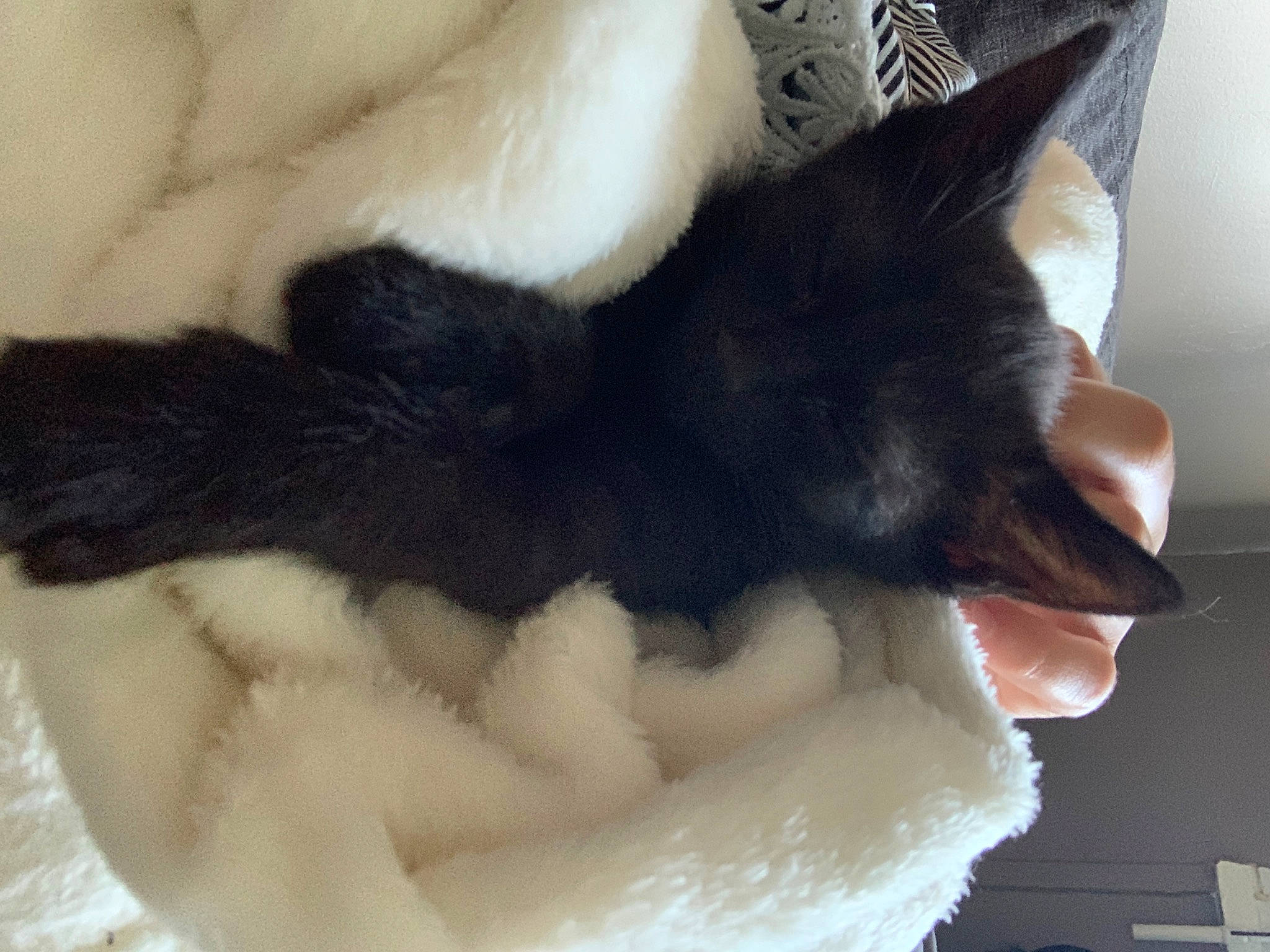 Mya a rejoint le concours — aidez-le/la à gagner de superbes lots ! canidae, carnivore, cat, cat_supply, claw, comfort, companion_dog, dog_breed, domestic_short_haired_cat, ear, felidae, foam, fur, gesture, paw, plush, small_to_medium_sized_cats, snout, tail, whiskers