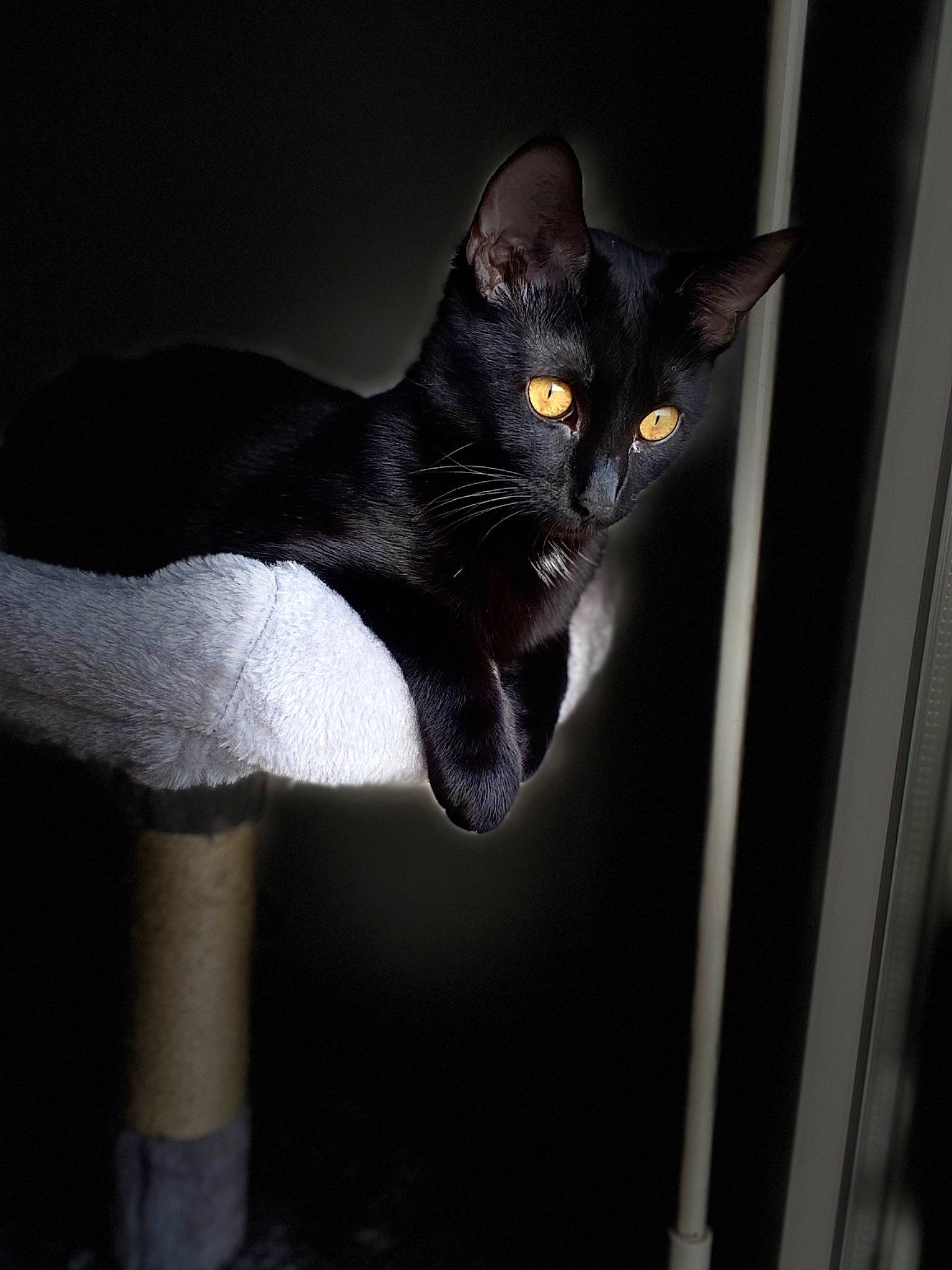 Mya a rejoint le concours — aidez-le/la à gagner de superbes lots ! black_cat, bombay, carnivore, cat, darkness, domestic_short_haired_cat, eye, felidae, fur, grey, havana_brown, head, human_body, human_leg, monochrome_photography, small_to_medium_sized_cats, snout, tail, whiskers, window