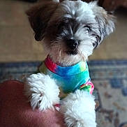 Sebastian joined the competition — help win amazing prizes! dog, puppy, small_dog, fluffy, white_fur, brown_fur, pet, portrait, colorful_clothing, tie_dye, collar, sitting, indoor, cozy, carpet, furniture, person, arm, closeup, cute