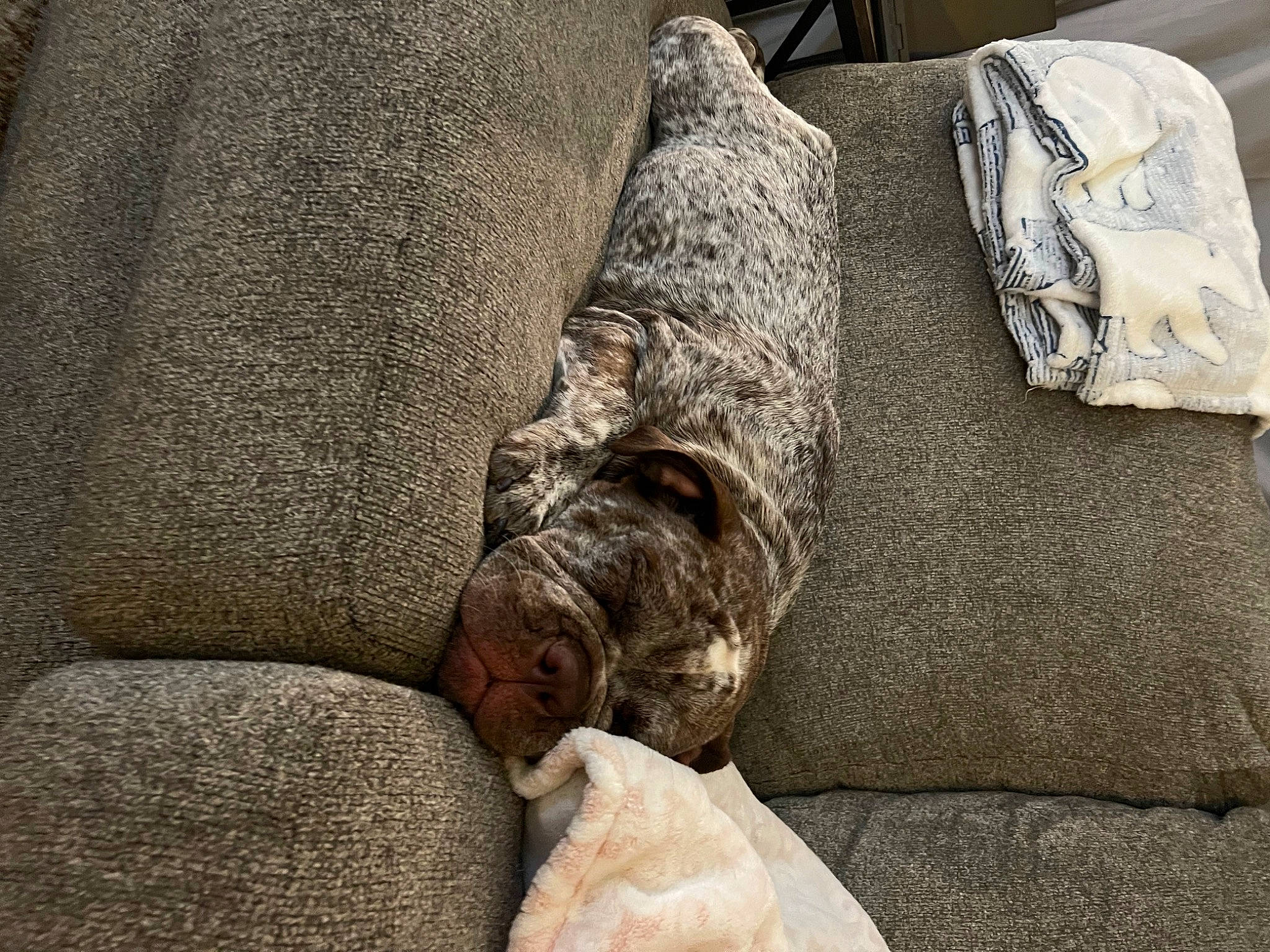 Chanel is registered to the contest to win money with this photo: bedding, canidae, carnivore, comfort, companion_dog, couch, dog, dog_breed, felidae, flooring, fur, grey, linens, nap, room, small_to_medium_sized_cats, sporting_group, studio_couch, tail, wood