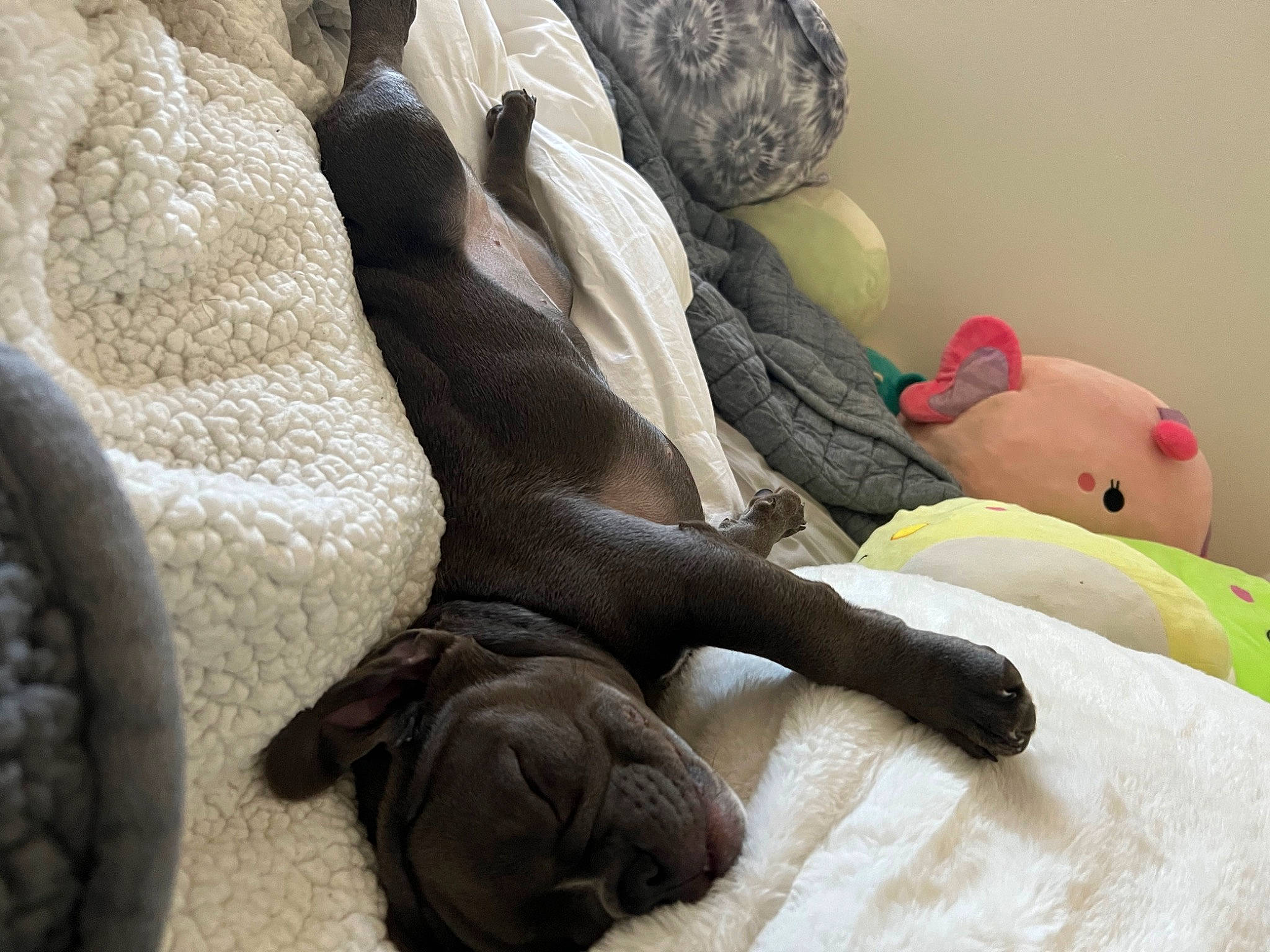 Henneseey joined the competition — help win amazing prizes! bed_sheet, canidae, carnivore, comfort, companion_dog, dog, dog_breed, fawn, flooring, fur, grey, linens, liver, nap, room, sporting_group, tail, terrestrial_animal, toy, working_animal