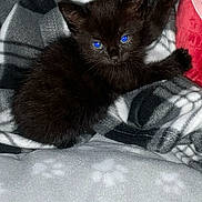 Cosmo is registered to the contest to win money with this photo: animal, black_kitten, blanket, blue_eyes, cat, comfort, cozy, cute, fur, furry, indoor, kitten, patterned_blanket, paw, pet, resting, sleepy, small, soft, warm