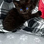 animal, black_kitten, blanket, blue_eyes, cat, comfort, cozy, cute, fur, furry, indoor, kitten, patterned_blanket, paw, pet, resting, sleepy, small, soft, warm