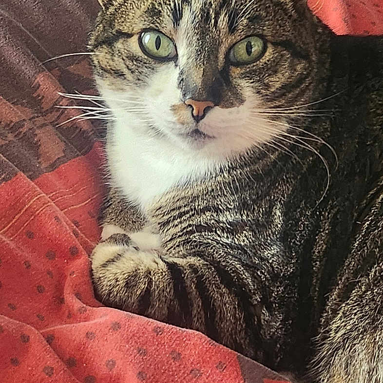 Ninou