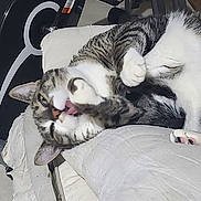 Ninou participe au concours pour gagner de l'argent avec cette photo : animal, baggage, bed, bedroom, blanket, canine, cat, couch, cushion, dog, furniture, homedecor, indoors, kitten, manx, person, pet, puppy, room, sleeping