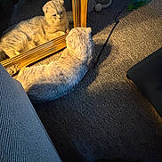 Snowy is registered to the contest to win money with this photo: animal, carpet, carpeted_floor, cat, cozy, curious, curled_up, domestic_cat, fluffy, furniture, gold_frame, home, indoor, light, living_room, mirror, pet, reflection, relaxing, shadow