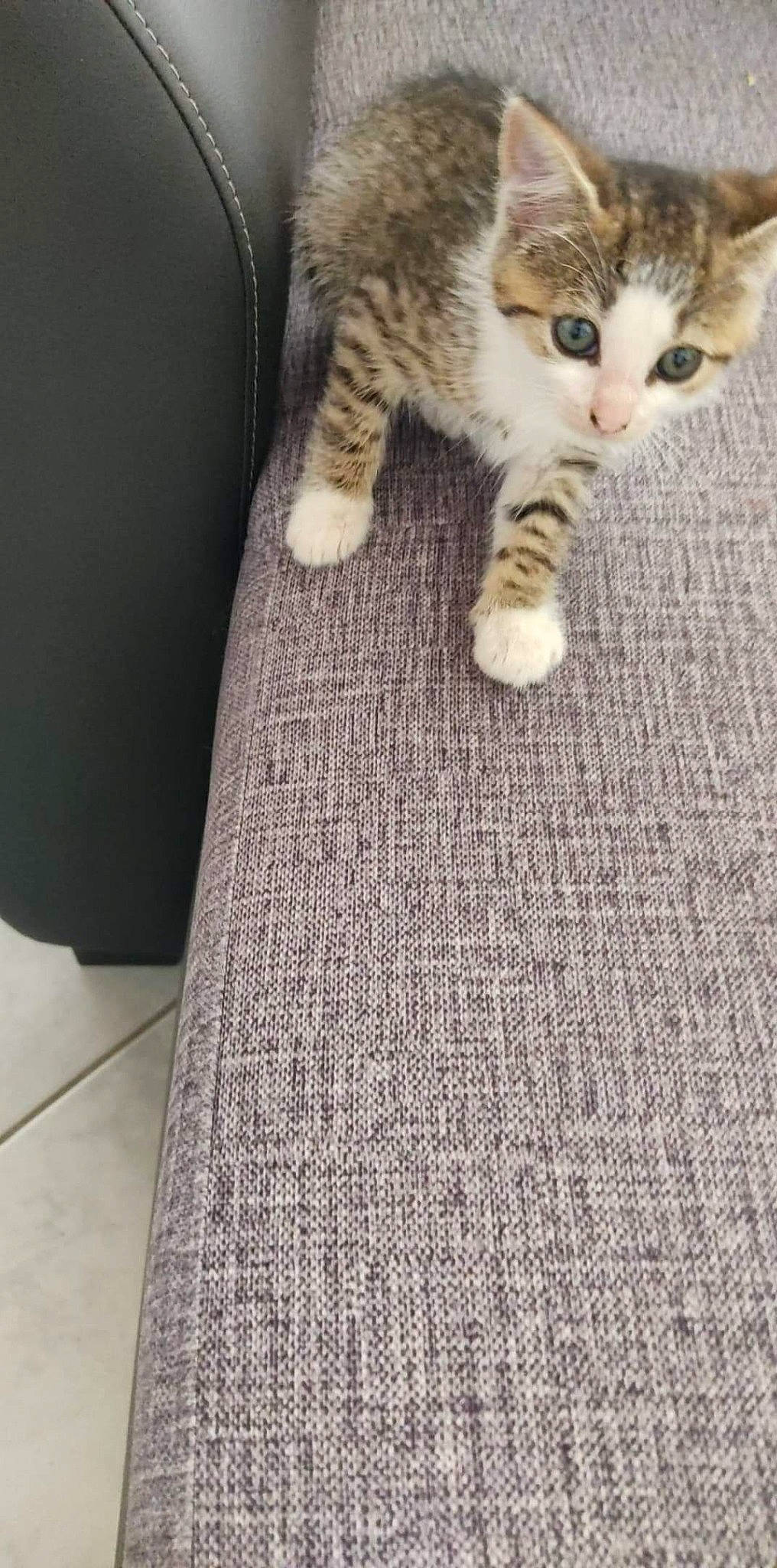 Lucky participe au concours pour gagner de l'argent avec cette photo : aegean_cat, american_shorthair, asian, carnivore, cat, domestic_short_haired_cat, european_shorthair, fawn, felidae, floor, flooring, fur, kitten, mat, ocicat, paw, polydactyl_cat, small_to_medium_sized_cats, tabby_cat, whiskers