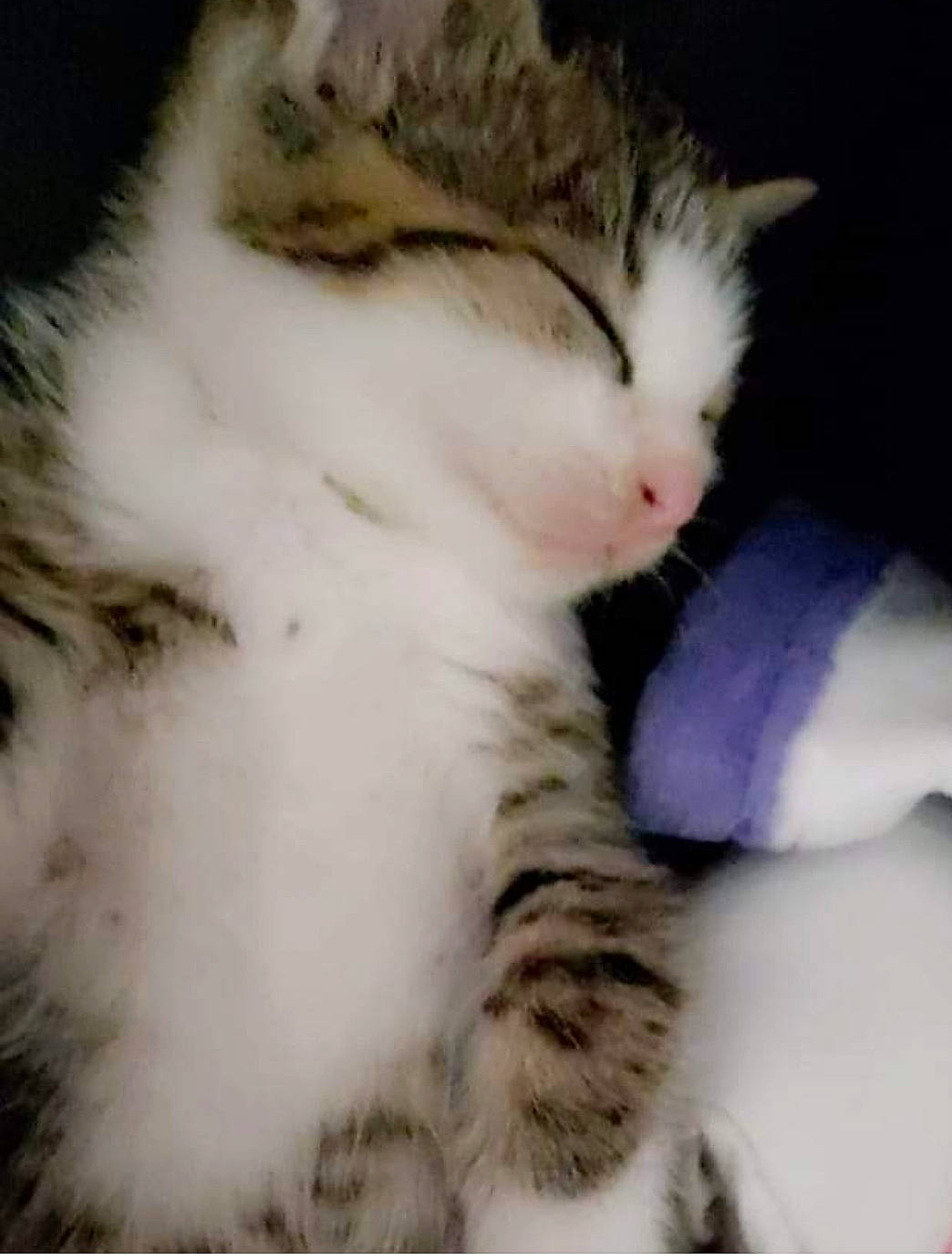 Lucky participe au concours pour gagner de l'argent avec cette photo : aegean_cat, american_curl, american_shorthair, american_wirehair, carnivore, cat, domestic_short_haired_cat, european_shorthair, felidae, fur, kitten, mammal, norwegian_forest_cat, nose, paw, polydactyl_cat, ragamuffin, small_to_medium_sized_cats, snout, whiskers