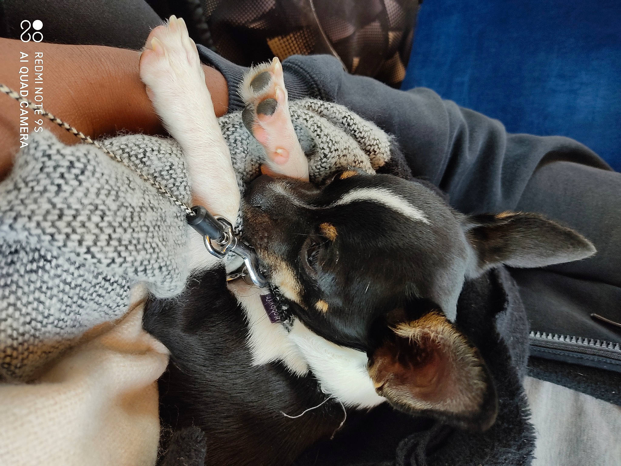 Rea a rejoint le concours — aidez-le/la à gagner de superbes lots ! boston_terrier, canidae, carnivore, claw, companion_dog, dog, dog_breed, ear, fawn, french_bulldog, fur, non_sporting_group, paw, puppy, rat_terrier, snout, whiskers