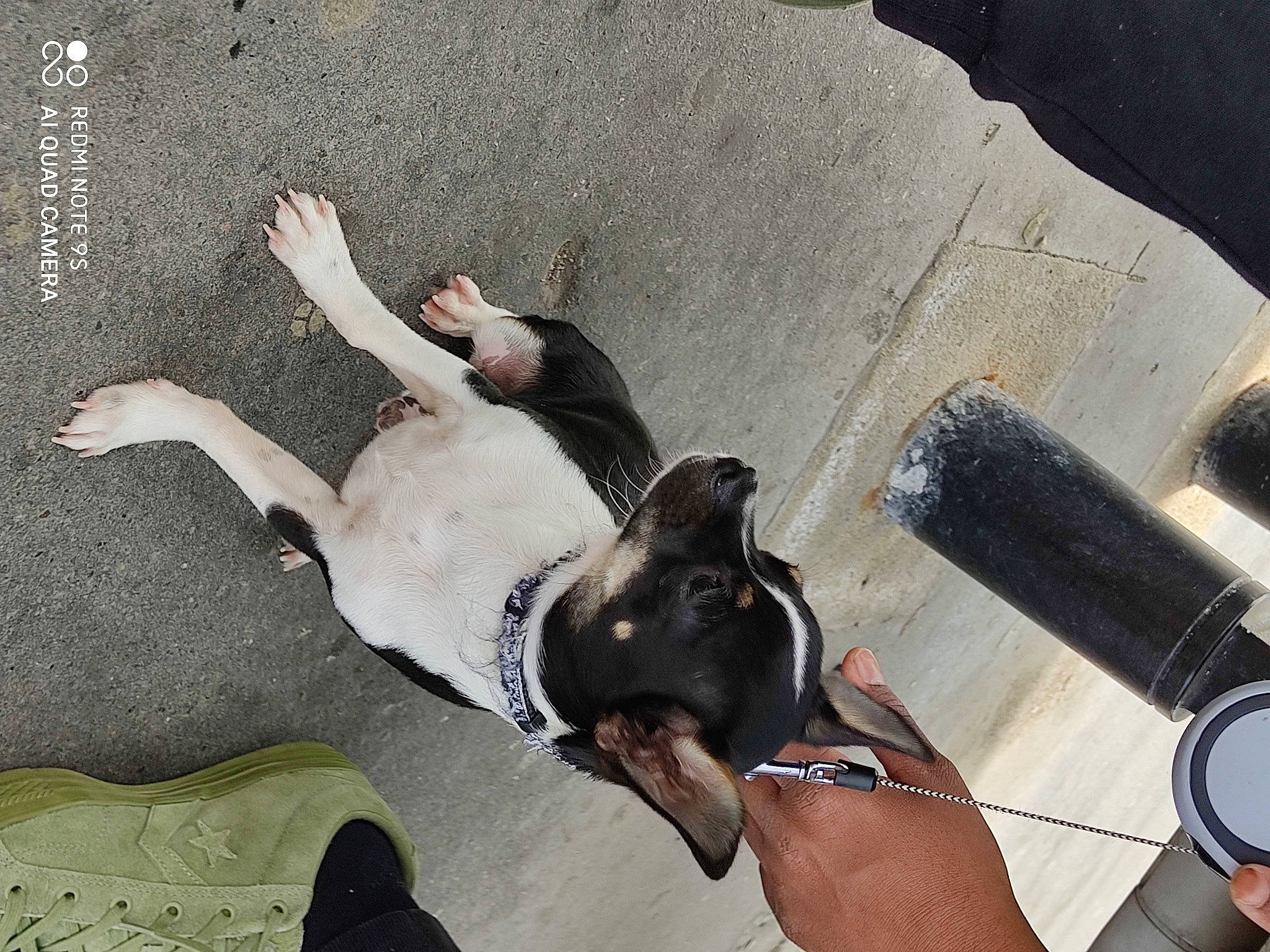 Rea a rejoint le concours — aidez-le/la à gagner de superbes lots ! american_pit_bull_terrier, american_staffordshire_terrier, boston_terrier, canidae, carnivore, dog, dog_breed, fawn, feist, french_bulldog, great_dane, guard_dog, non_sporting_group, pointer, puppy, sporting_group, staffordshire_bull_terrier, street_dog