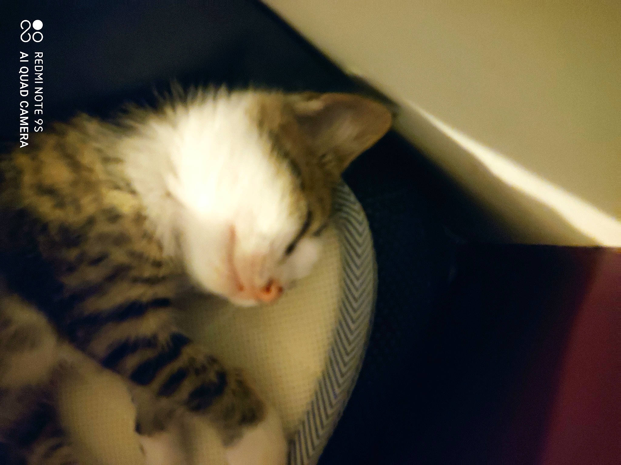 Reha a rejoint le concours — aidez-le/la à gagner de superbes lots ! american_wirehair, asian, carnivore, cat, domestic_short_haired_cat, ear, european_shorthair, felidae, fur, kitten, mammal, paw, polydactyl_cat, small_to_medium_sized_cats, snout, tabby_cat, tail, whiskers