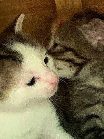 Ruby participe au concours pour gagner de l'argent avec cette photo : aegean_cat, american_shorthair, american_wirehair, asian, carnivore, cat, domestic_short_haired_cat, european_shorthair, felidae, fur, kitten, mammal, munchkin, nose, paw, polydactyl_cat, small_to_medium_sized_cats, snout, whiskers