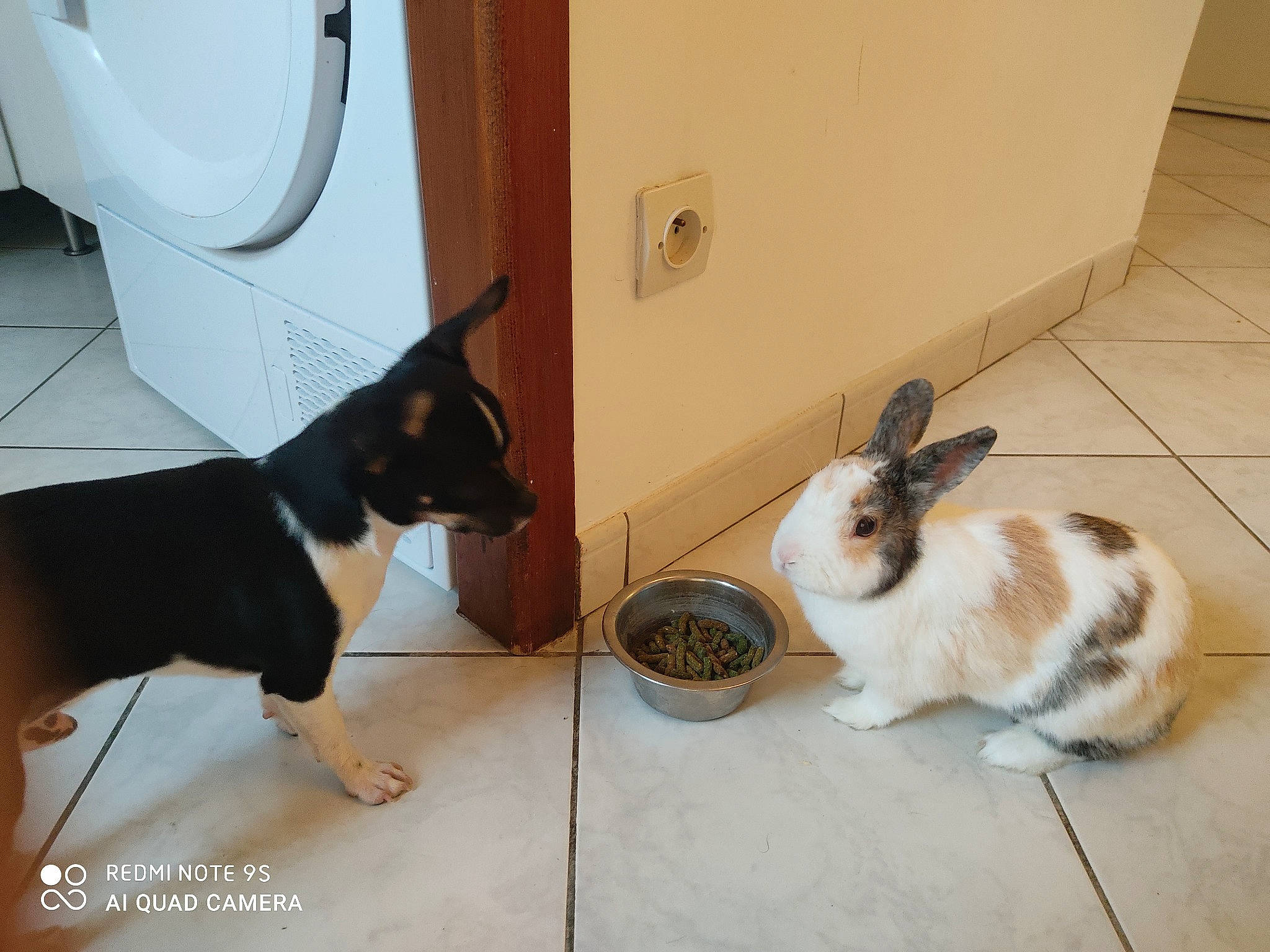 Pépette participe au concours pour gagner de l'argent avec cette photo : canidae, carnivore, cat, dog, dog_breed, domestic_rabbit, fawn, felidae, floor, mammal, rabbit, rabbits_and_hares, whiskers