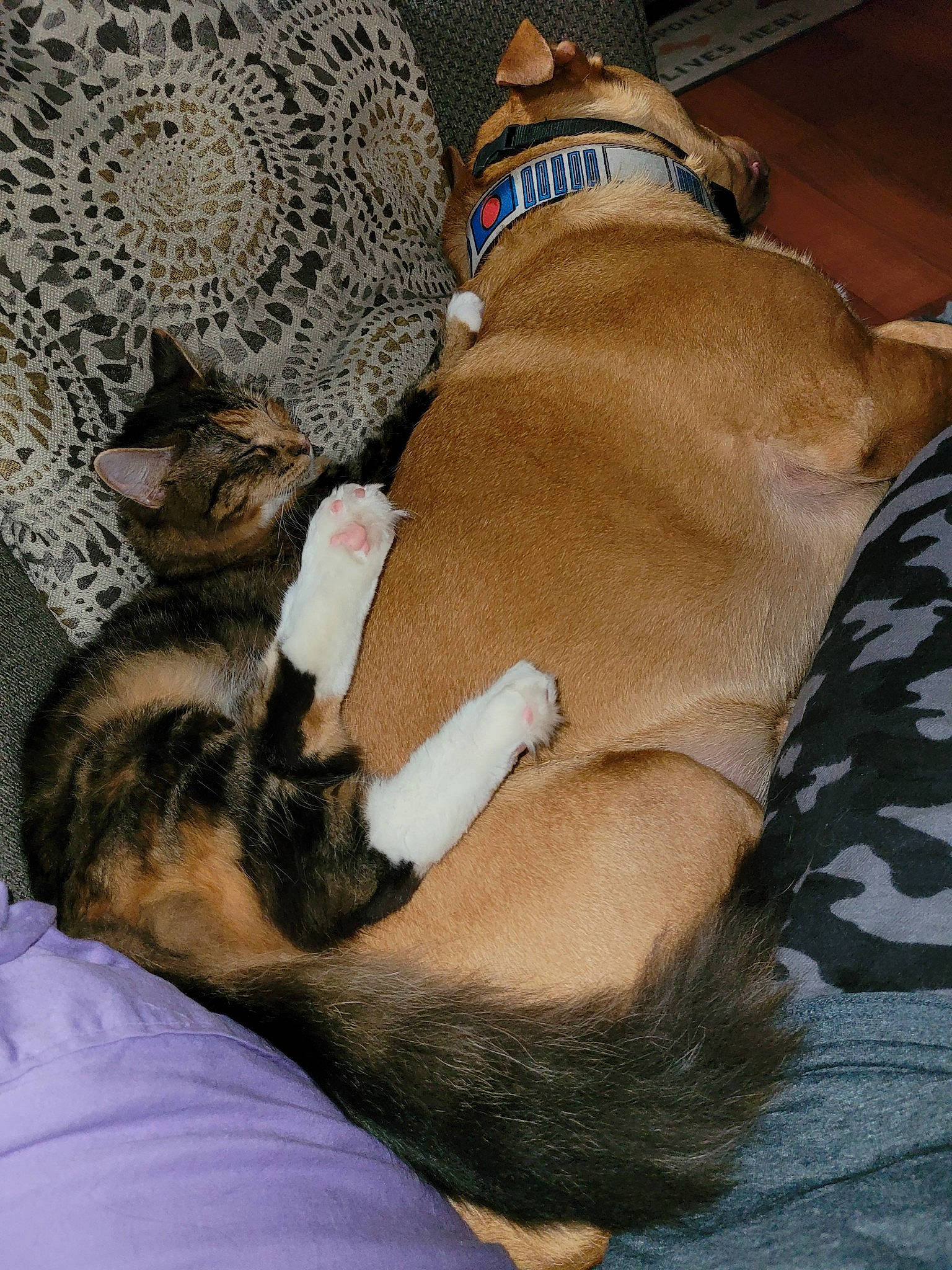 Wilma is registered to the contest to win money with this photo: canidae, carnivore, cat, collar, comfort, companion_dog, dog, dog_breed, dog_supply, fawn, felidae, fur, linens, paw, pet_supply, snout, sporting_group, tail, whiskers, working_animal