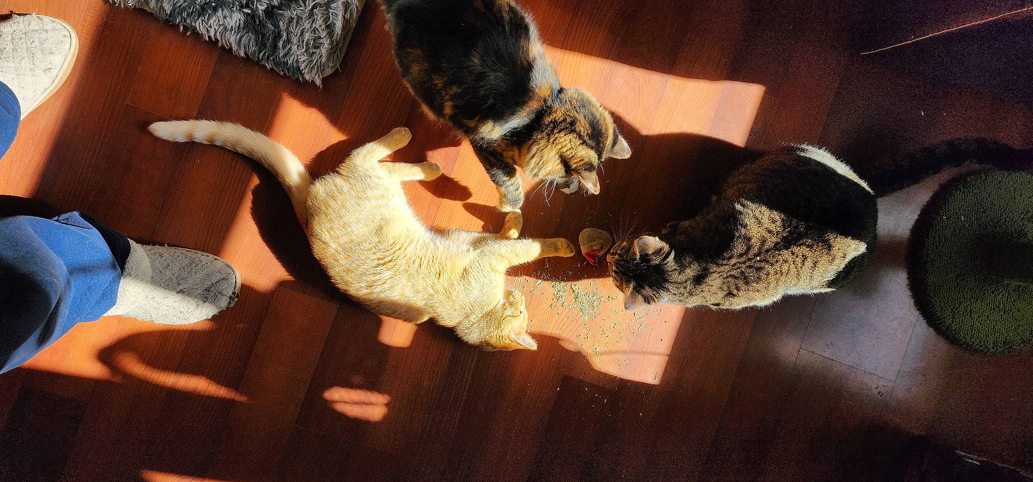 Wilma is registered to the contest to win money with this photo: brown, carnivore, cat, comfort, companion_dog, dog_breed, domestic_short_haired_cat, fawn, felidae, flooring, fur, hardwood, mammal, paw, small_to_medium_sized_cats, sporting_group, tail, vertebrate, whiskers, wood