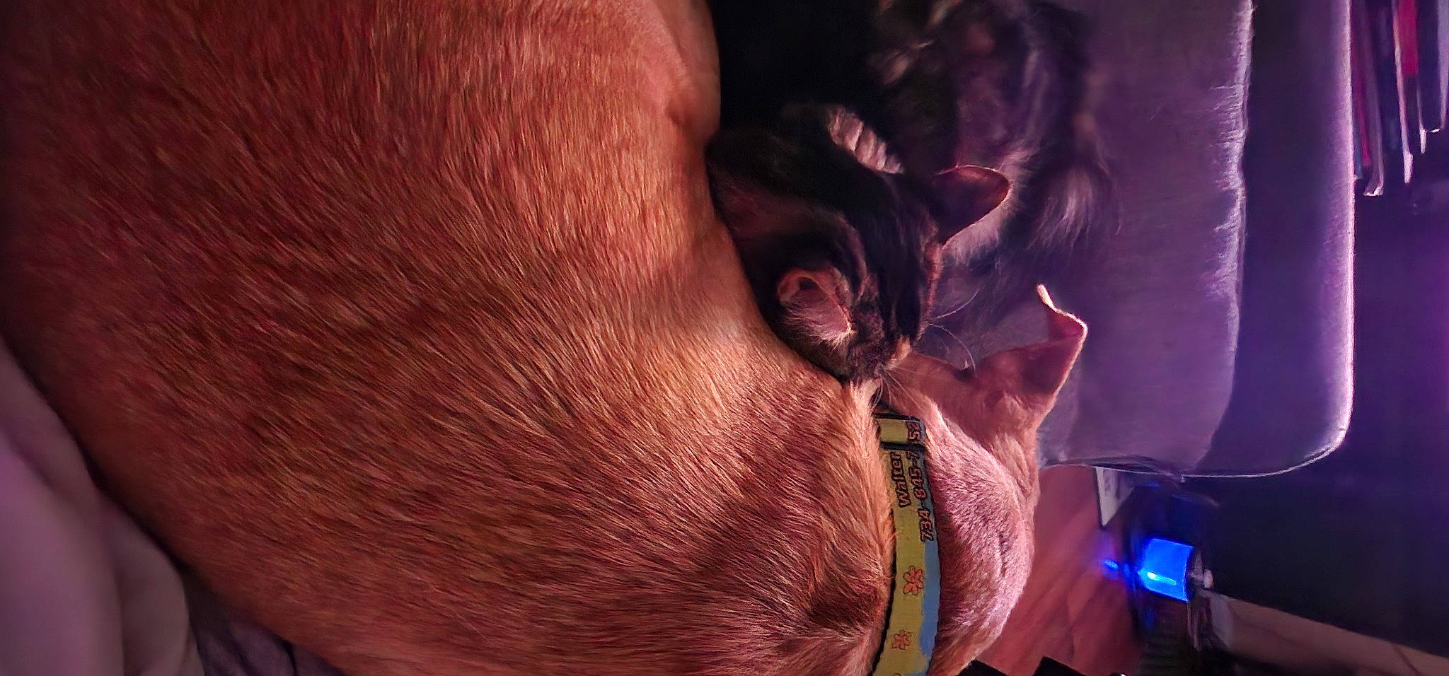 Wilma is registered to the contest to win money with this photo: audio_equipment, cable, carnivore, cat, comfort, ear, eyewear, facial_hair, fawn, felidae, flesh, fur, gadget, liver, magenta, nail, small_to_medium_sized_cats, snout, whiskers, wrinkle