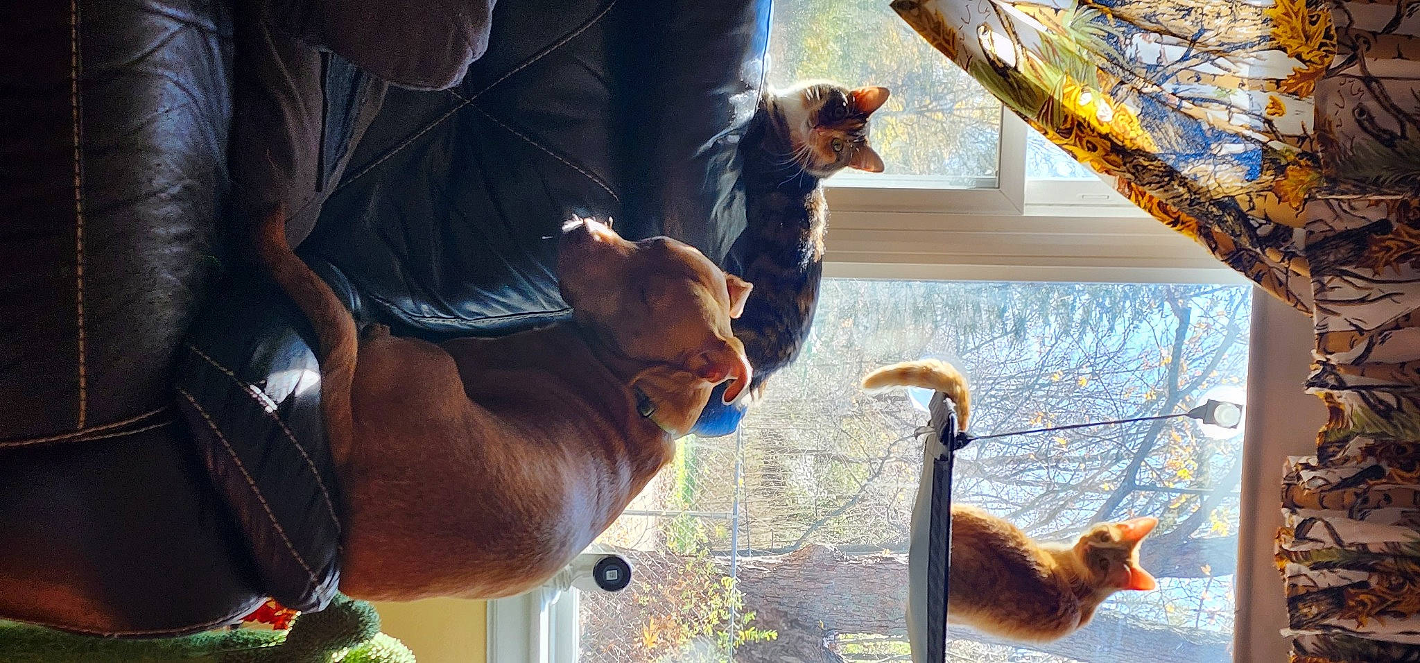 Wilma is registered to the contest to win money with this photo: bridle, fawn, felidae, fur, horse, liver, livestock, organism, pack_animal, small_to_medium_sized_cats, snout, stallion, tail, terrestrial_animal, tree, whiskers, wildlife, window, wood, working_animal