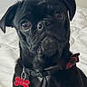 Stewie joined the competition — help win amazing prizes! dog, pug, black_dog, pet, collar, dog_tag, bed, indoor, cute, portrait, animal, face, ears, fur, closeup, looking, expression, bow, red_tag, whiskers