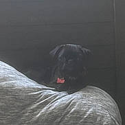 Stewie is registered to the contest to win money with this photo: dog, black_dog, pet, resting, bed, cushion, indoor, dark, low_light, collar, pink_tag, animal, furry, canine, sleeping, quiet, shadow, cozy, domestic, companion