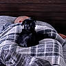 Stewie joined the competition — help win amazing prizes! dog, pug, black_dog, blanket, bed, person, head, ear, indoor, sleeping, resting, wooden_wall, striped_bedspread, cozy, pet, animal, curious, lying_down, comfort, relaxation