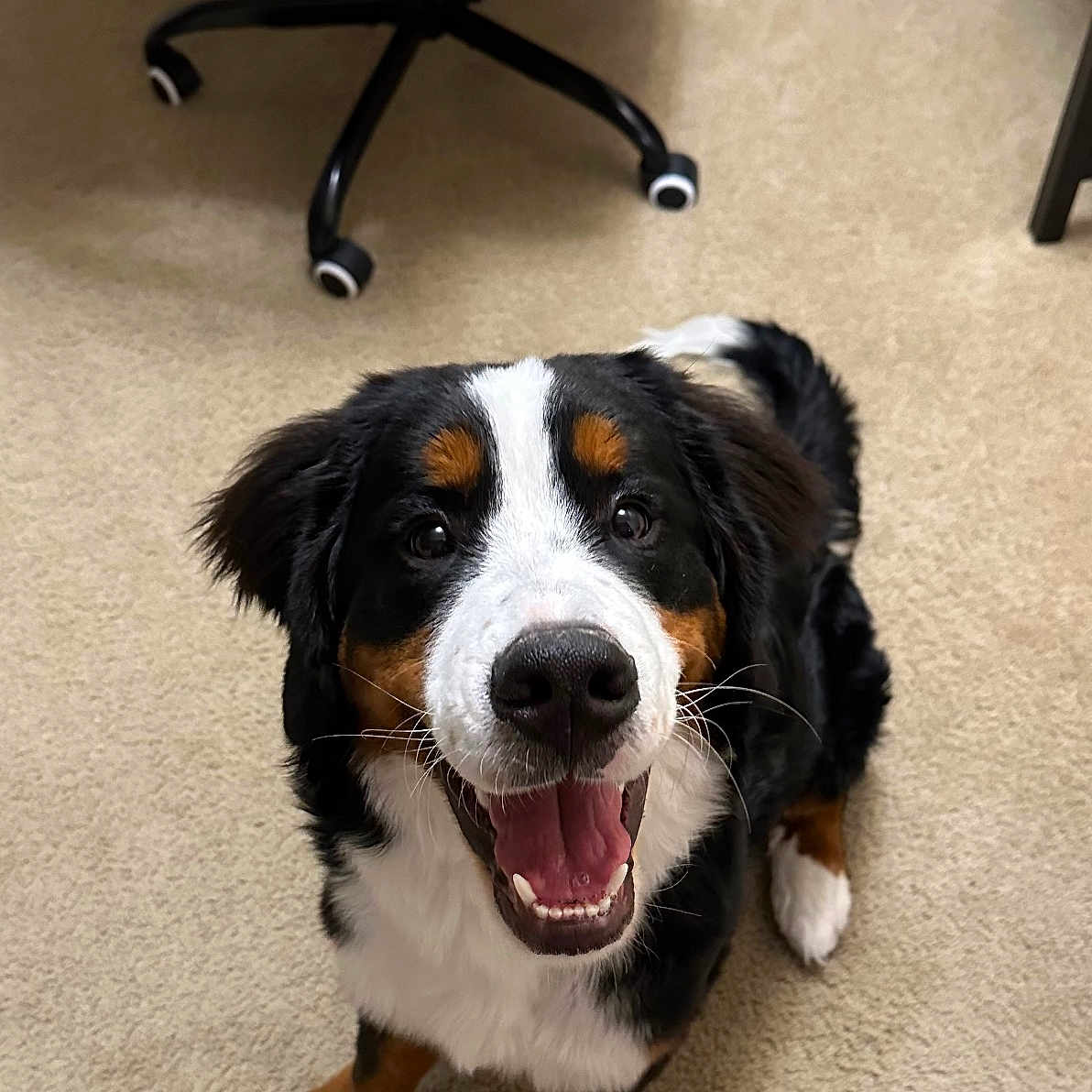 Whiskey joined the competition — help win amazing prizes! animal, appenzeller, bodypart, canine, chair, cockerspaniel, dog, furniture, hound, indoors, interiordesign, mouth, office, person, pet, puppy, sitting, snout, table, tongue