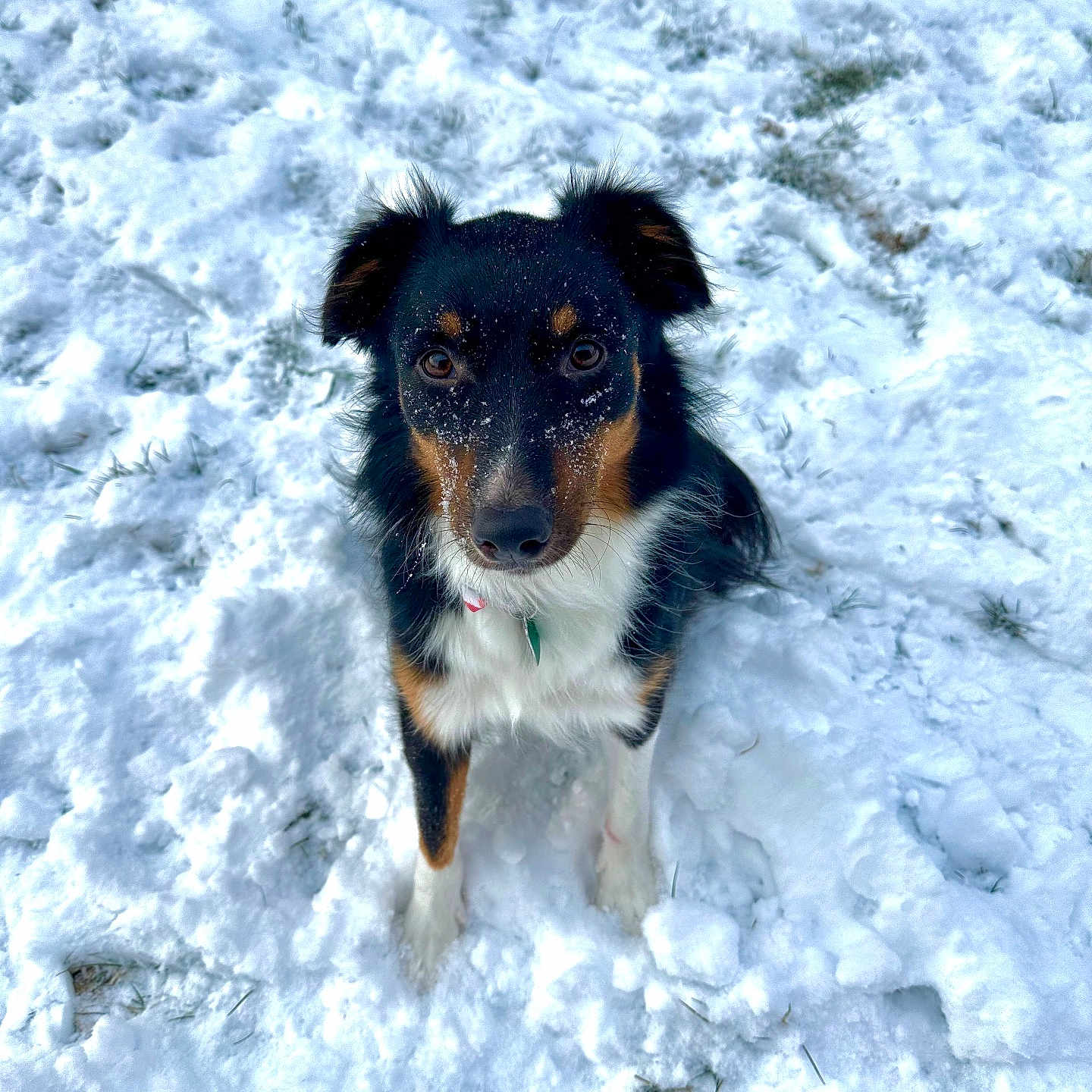 Dolly