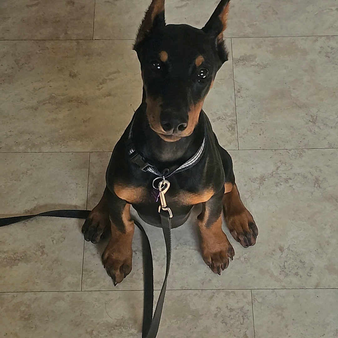 Sable joined the competition — help win amazing prizes! accessories, animal, appenzeller, beagle, bulldog, canine, chihuahua, collar, dog, harness, hound, husky, indoors, interiordesign, leash, pet, policedog, puppy, snout, strap