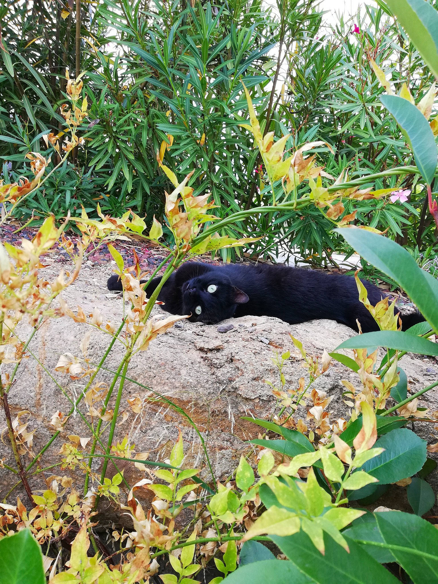 Feline a rejoint le concours — aidez-le/la à gagner de superbes lots ! adaptation, annual_plant, botany, garden, grass, grass_family, groundcover, herbaceous_plant, leaf, organism, perennial_plant, plant_stem, shrub, snout, subshrub, tail, terrestrial_animal, vertebrate